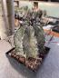 Preview: Astrophytum capricorne